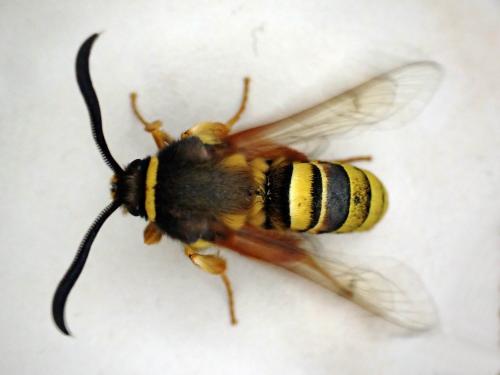 Sesia bembeciformis
